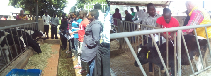 Training of Centre of Excellence in Livestock Innovation and Business Attachees Posted in Eldoret Dairy Farmers Association (EDFA)